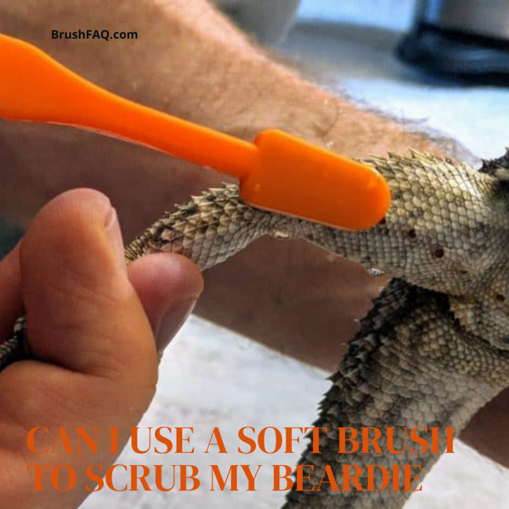 Can I use A Soft Brush to Scrub my Beardie